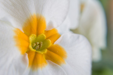 Close up of white primrose blossom
