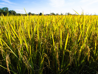 Obraz premium paddy rice in field