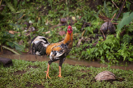 Colorful Rooster. A rooster roams the rice fields of Bali, Indonesia. Roosters are quite common in the rural areas of Bali for chicken reproduction and cock fighting. 