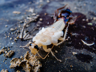 molting cockroach