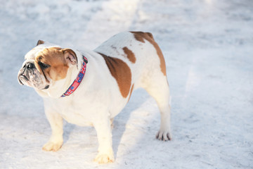 Cute funny dog outdoors on winter day