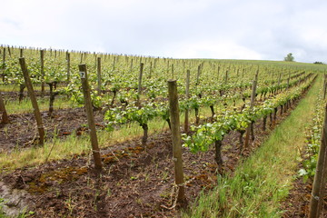 Fototapeta na wymiar Organic Oregon Vineyard in Spring