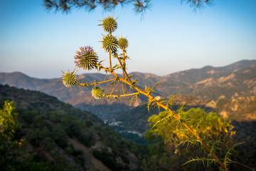 Obraz premium Thistle flowers at sunset in the mountains