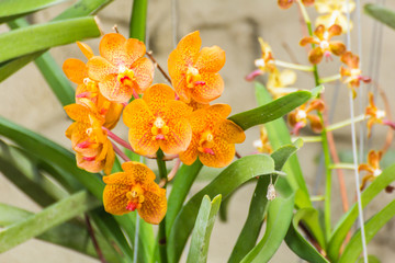orange vanda orchid flower