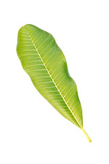 Green leaf on a white background.