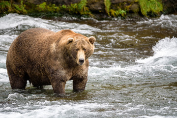 Alaska brown bear fishing in the Brooks River
