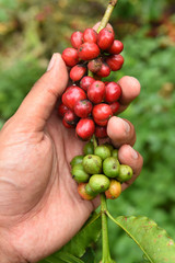 Coffee beans ripening on a tree.