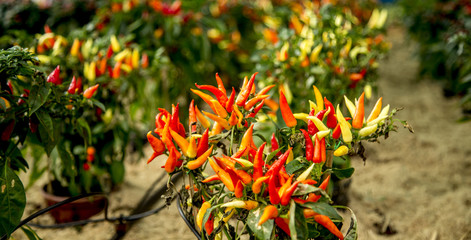Fototapeta premium pimenta