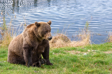 Alaska brown bear mother on the bank of the Brooks River lagoon
