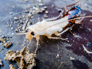 molting cockroach