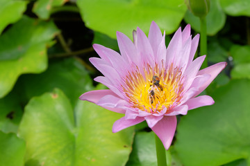 Fototapeta premium lotus in pond