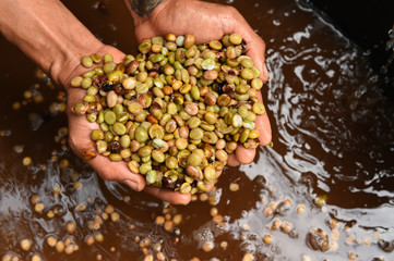 Fresh coffee bean on hand