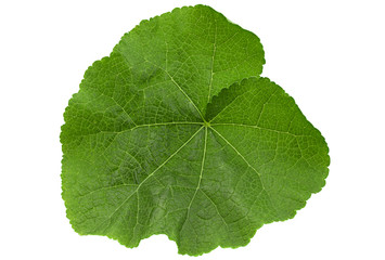 Malva leaf on white
