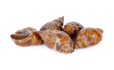fresh spotted babylon on white background