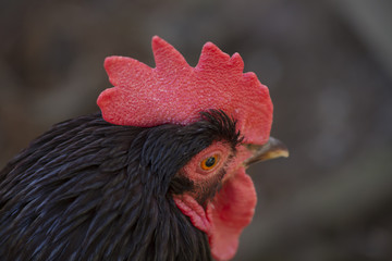 Close up of Rooster