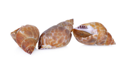 fresh spotted babylon on white background