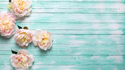 Tender pink peonies flowers on  turquoise  wooden background.