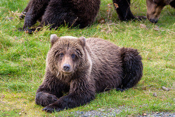 Young Alaska brown bear resting on the bank of the Brooks River
