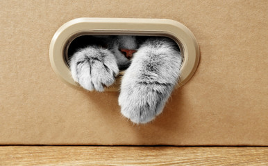 Cute cat in cardboard box