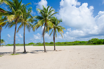 Fototapeta na wymiar View of Miami Beach with Palm trees