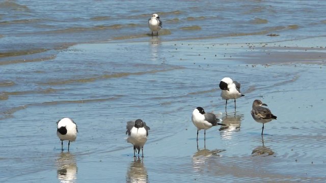 Flock of Seagulls Stand in Shallow Water and Clean Feathers, 4K