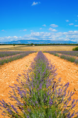 Obraz premium fields with young lavender plants in the Provence