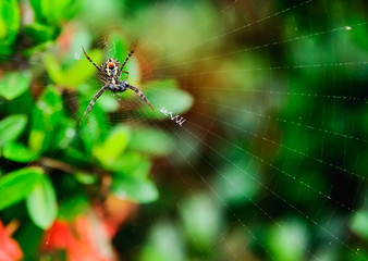 Spider with its prey