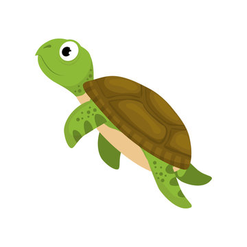 Marine turtle cartoon icon vector illustration graphic design