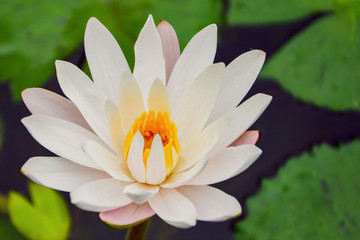 white water lily