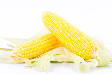 yellow ear of  sweet corn on cobs kernels or grains of ripe corn on white background  corn vegetable isolated
