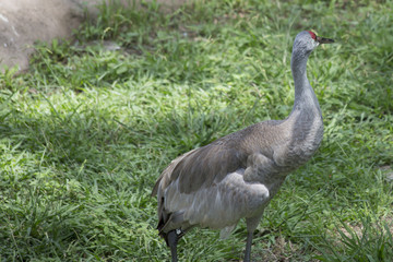 Sandhill Crane