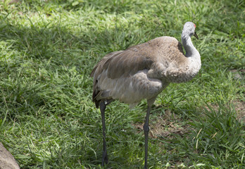 Fototapeta premium Sandhill Crane