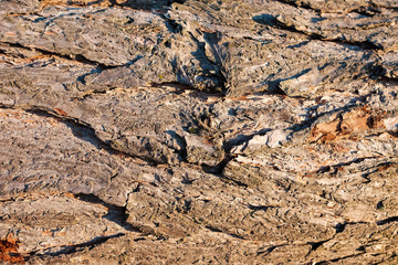 Texture of bark.