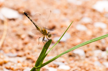 Yellow and black pattern dragon fly on grass