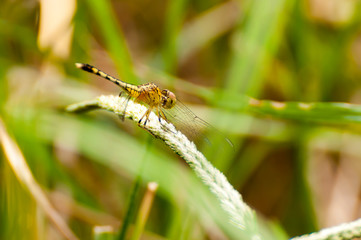 Yellow and black pattern dragon fly on grass