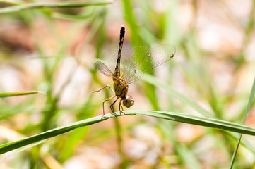 Yellow and black pattern dragon fly on grass