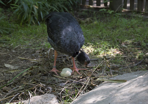 Crested Screamer