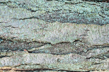 Texture of bark.