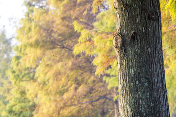 Taiwan, deciduous pine with Autumn colors