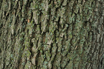 Bark Background