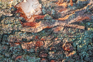 Texture of bark.
