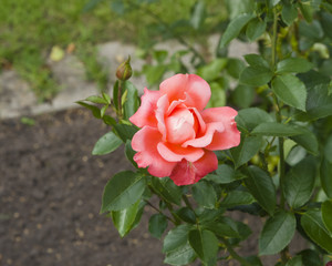 Flower of pink rose in garden on a bush, close-up, selective focus, shallow DOF