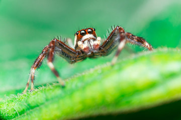 Male Two-striped Jumping Spider (Telamonia dimidiata, Salticidae) resting and crawling on a green leaf