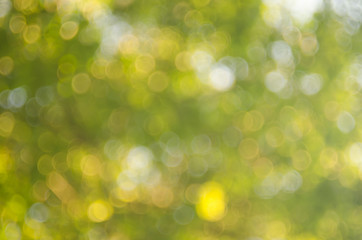 Copy space of nature green bokeh sun light flare and blur leaf abstract background.