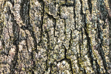 Texture of bark.