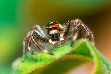 Male Two-striped Jumping Spider (Telamonia dimidiata, Salticidae) resting and crawling on a green leaf