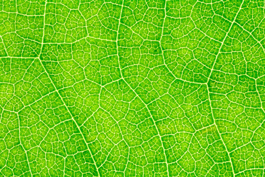 Leaf texture, leaf background for design with copy space for text or image. Leaf motifs that occurs natural.