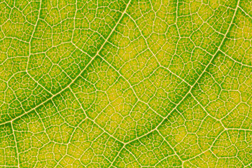 Leaf texture or leaf background for design with copy space for text or image. Leaf motifs that occurs natural. Color effect