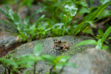Common frog macro, portrait in its environment. Thailand