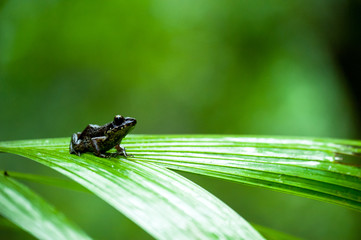 Common frog macro, portrait in its environment. Thailand